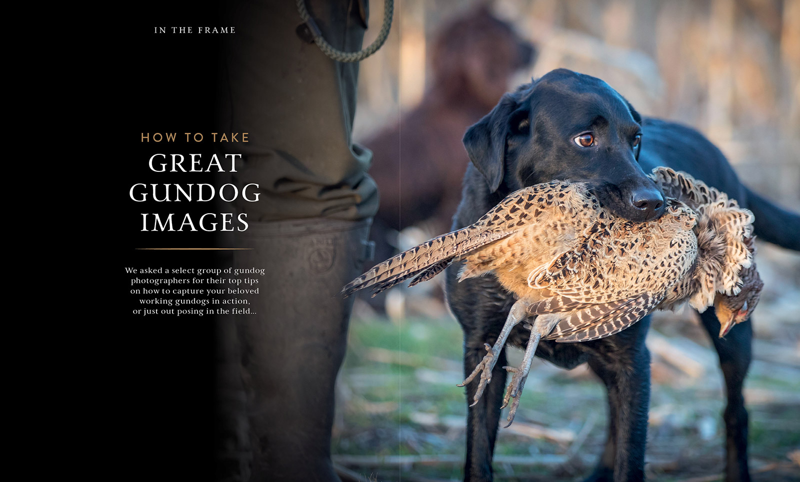 Gundog Journal Compendium Vol I, page 7