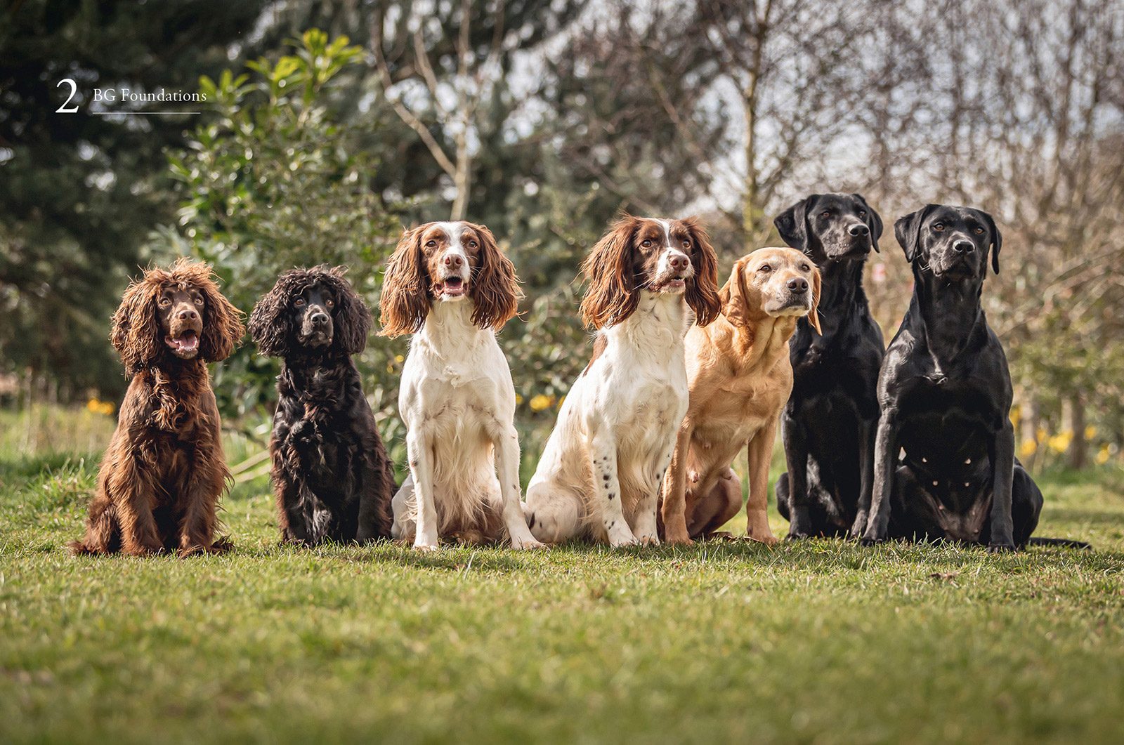 How to Train Your Gundog, page 3