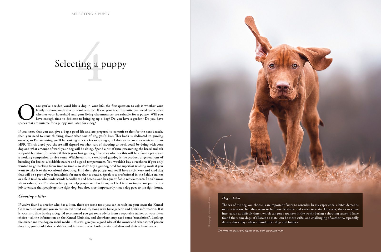 How to Train Your Gundog, page 5